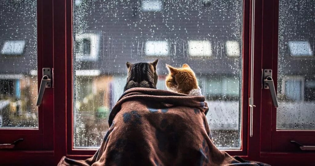 Город где ждут. Дождь за окном. Окно вечер. Кот на окне. Уютный дождливый вечер.