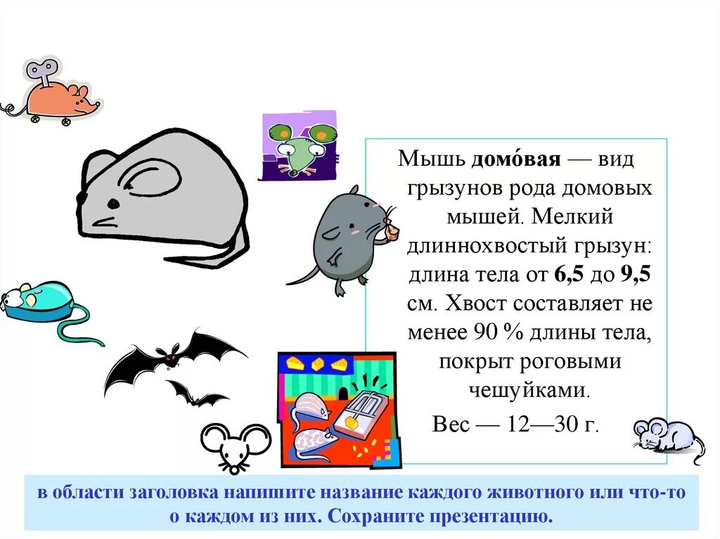 Тип симметрии мыши. Домовая мышь презентация. Классификация Домовой мыши. Какой Тип симметрии у мыши.