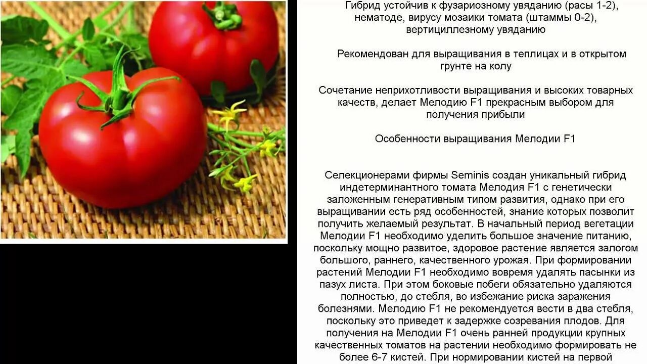 Томат сорт это что значит. Томат усмань f1. гибриды томатов для теплиц. томат мелодия f1 описание. индетерминантный томат что это.