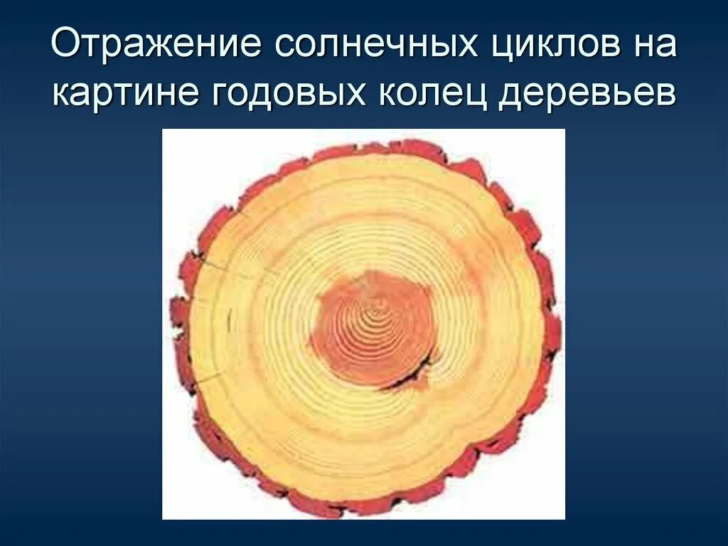 Годичный годовалый годовой паронимы. Годичный и годовой. Годичный и годовой. Годичный и годовой. Годичные слои.