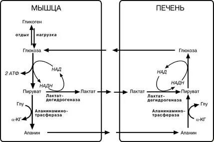 Цикл кори