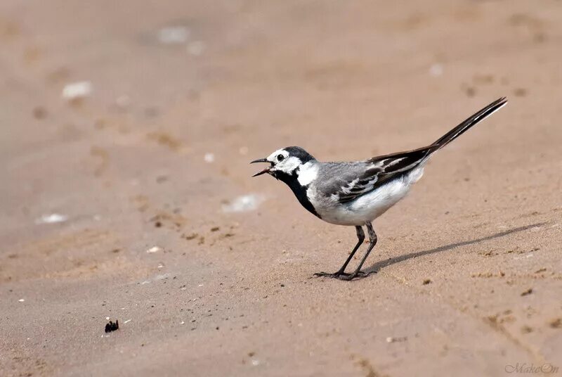 птица дрожит. серая трясогузка птенец. трясогузка описание. трясогузка, птичка, трясогузка. серая трясогузка.