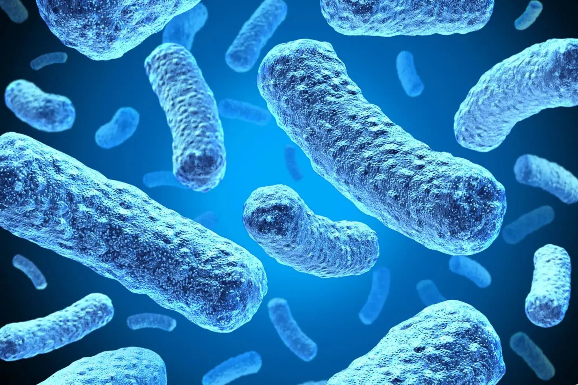 Бацилла прокариот. Микроорганизмы прокариоты. Неподвижные бактерии. Бактерии фото.