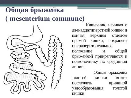 Брыжейка тонкой кишки
