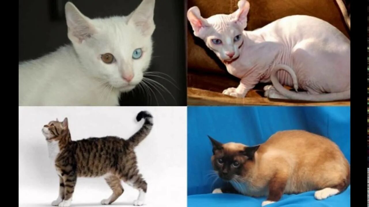 Какие бывают кошки. Самые редкие породы кошек. Какого цвета бывают кошки. Кошки бывают разные.