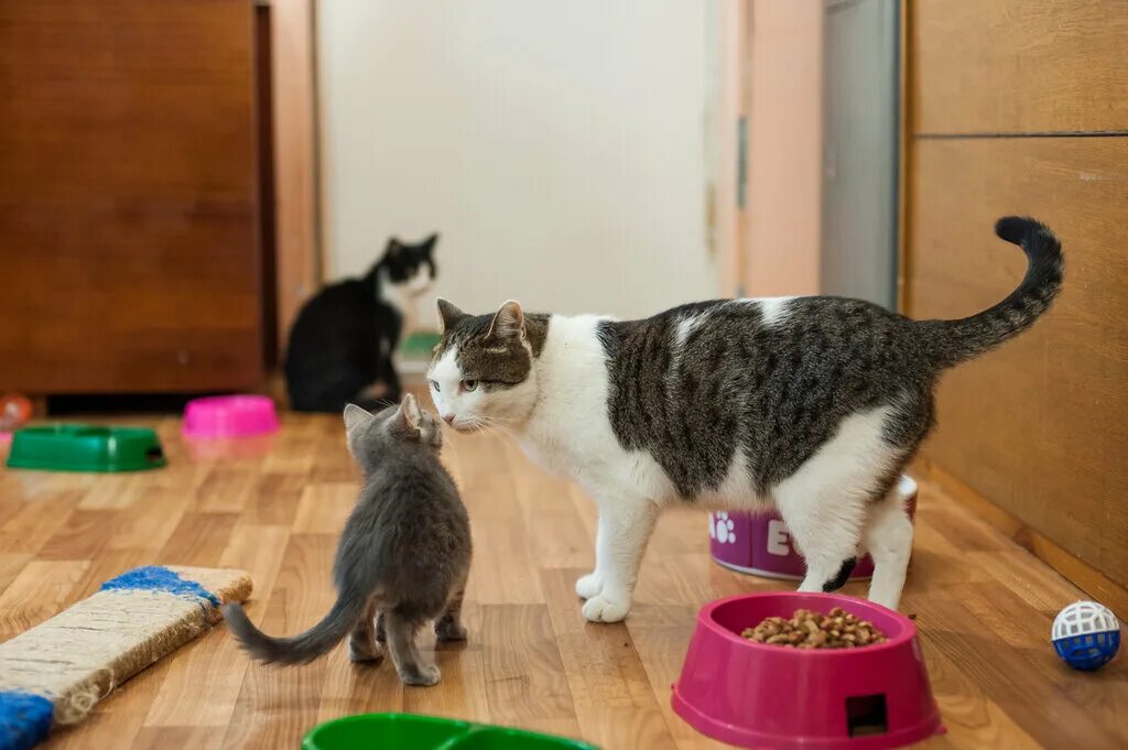 приют покровитель. приют покровитель. приют покровитель. волгоградский приют для животных. приют покровитель волгоград.