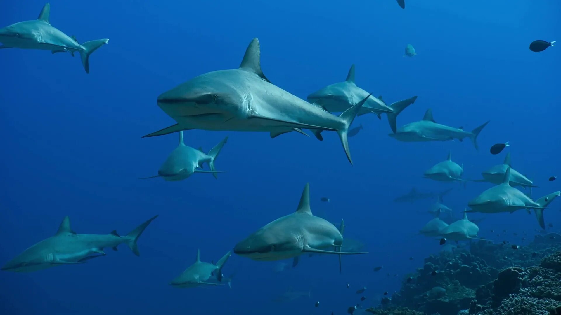 В каком океане акулы встречаются только летом. Южно китайское море акулы. Лаккадивское море акулы. Таити акулы. Обои на рабочий стол акула.