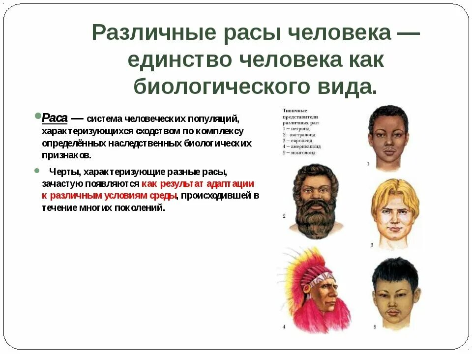 Человек как биологический тип. Человеческие расы. современные расы человека. представители разных рас. признаки разных рас человека.