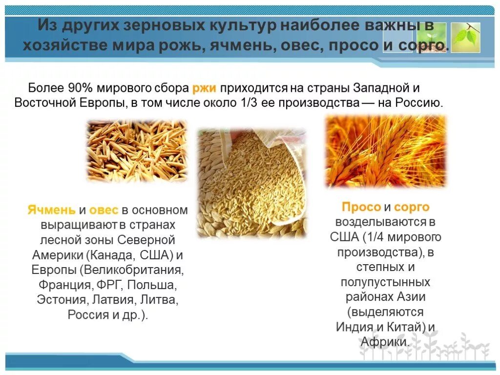 Какие зерновые культуры выращивали в россии. Где выращивают зерновые культуры. Районы возделывания овса. Районы возделывания ячменя. Зерновые культуры России.