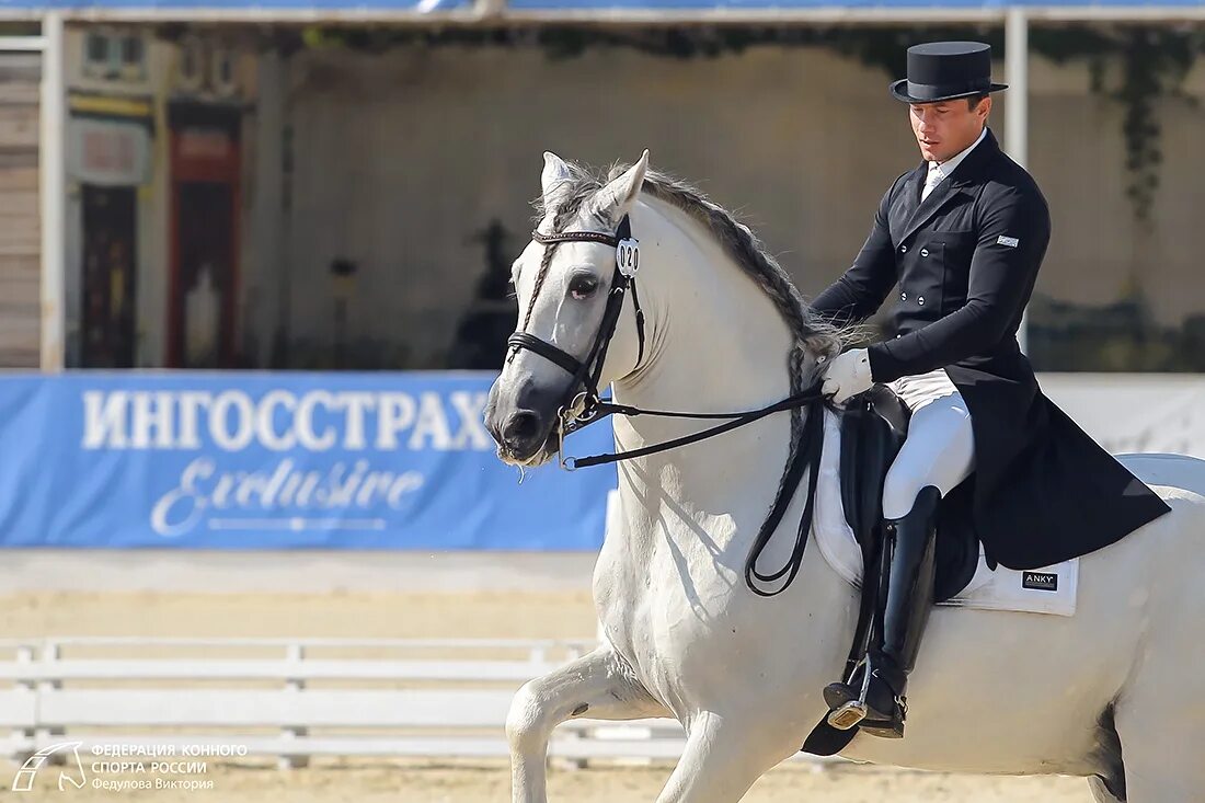 Конный спорт вопросы. Лузитано выездка.