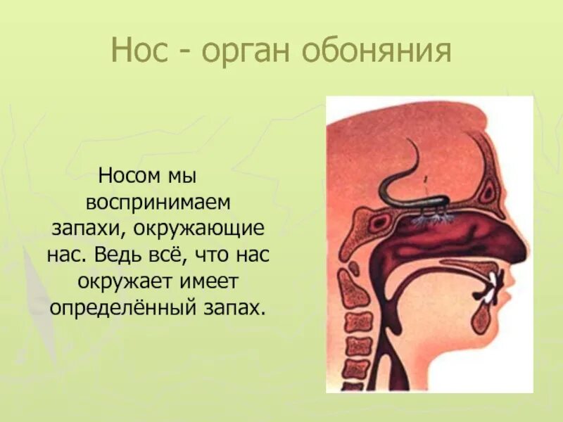 Нос орган обоняния 3 класс окружающий мир. Нос орган обоняния доклад. Орган нос окружающий мир 3 класс. Органы чувств нос 3 класс окружающий мир.