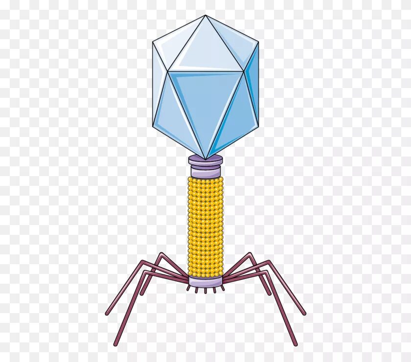 П бактериофаг. Bacteriophage. бактериофаг и планета земля. bacteriophage structure. bacteriophage vector.