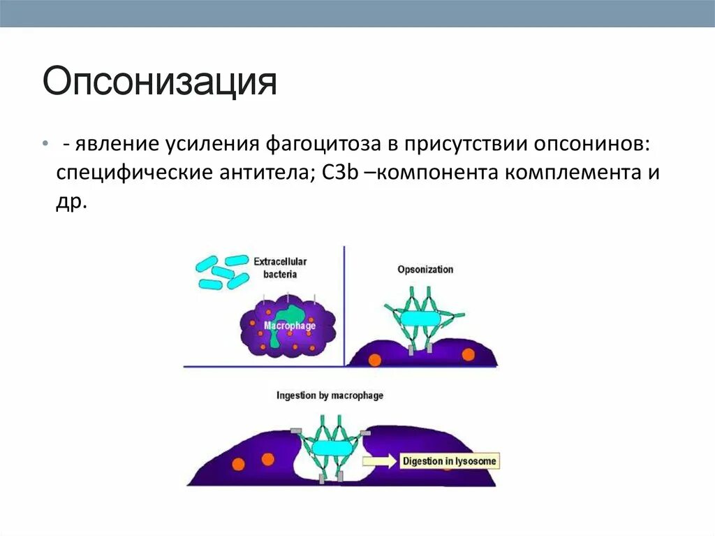 Как осуществляется явление фагоцитоза. Как осуществляется явление фагоцитоза