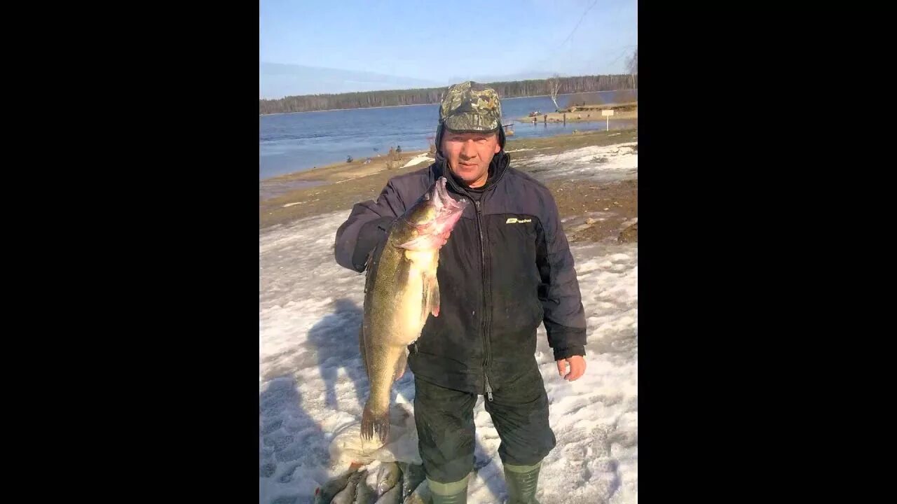 Десногорск водохранилище толстолобик. Карп Десногорское водохранилище. Толстолобик на Десногорском водохранилище. Десногорске рыбалка толстолобик. Клев в десногорске