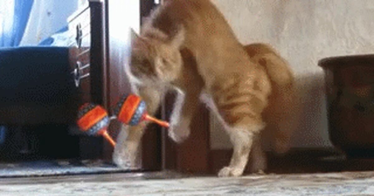 Котик трясется