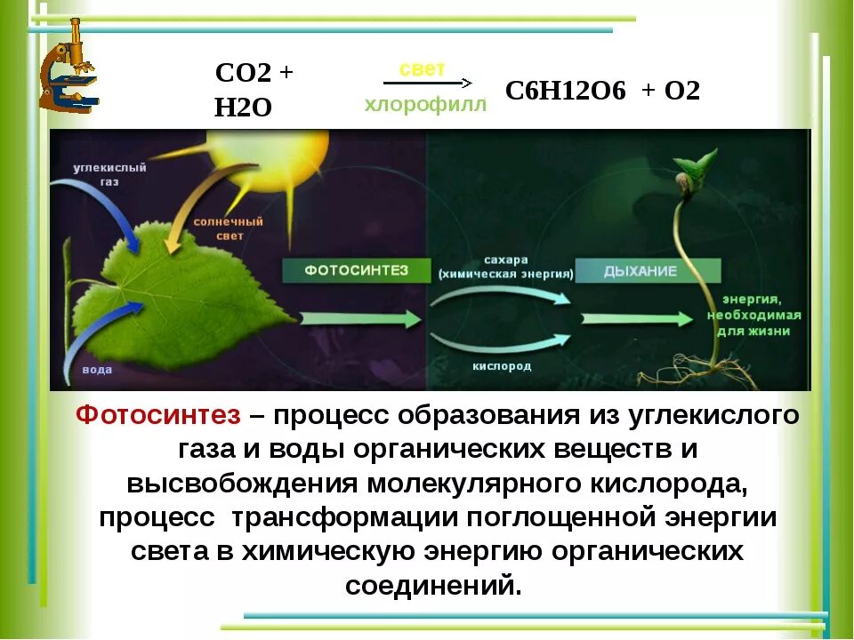 Фотосинтез выделение кислорода. Фотосинтез у растений. Образование углеводов из углекислого газа и воды. Кислородный этап фотосинтеза. В какое время происходит фотосинтез и дыхание