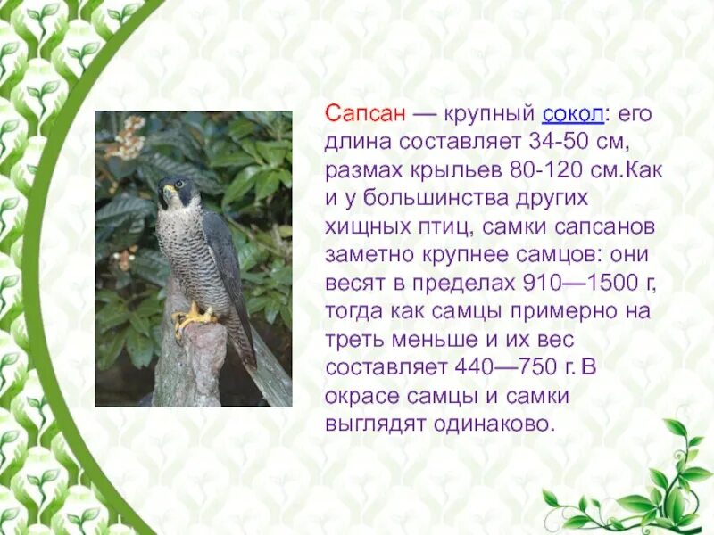 Рассказ о соколе