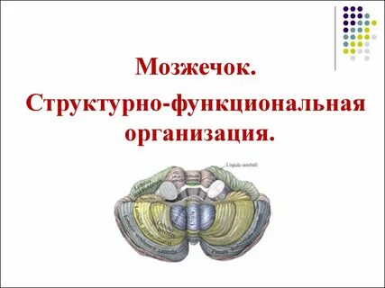 1 физиология