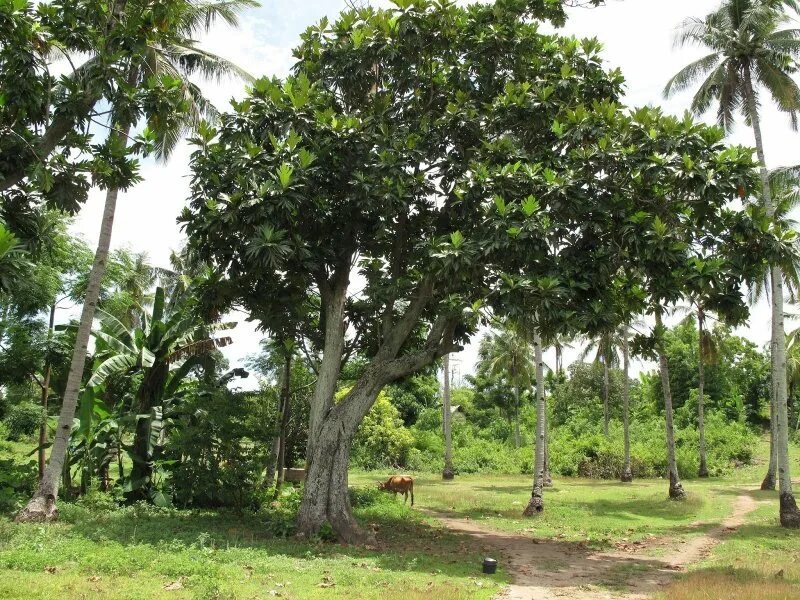Kankan дерево. Artocarpus hirsutus дерево. Племя короваи. Племя короваи папуа новая гвинея. Остров новая гвинея.