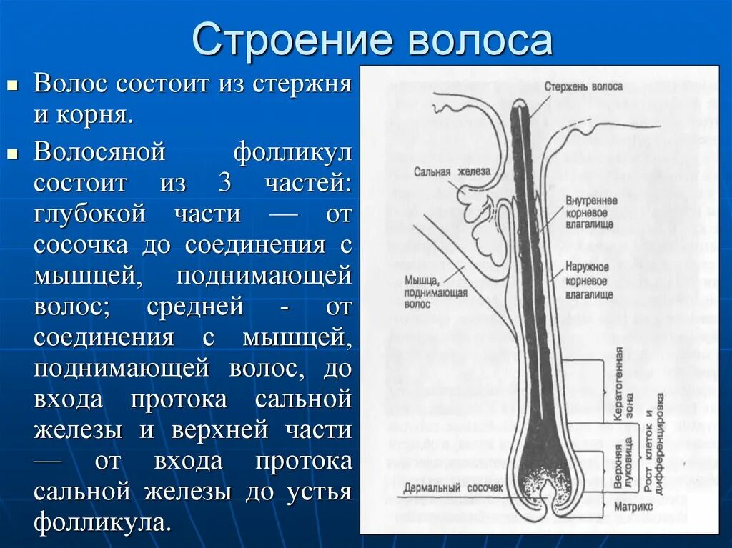 Корень волоса погружен в окруженную. Строение стержня волоса гистология. Строение волоса корень и стержень. Строение волоса структура волосяного стержня. Строение волосяной луковицы гистология.