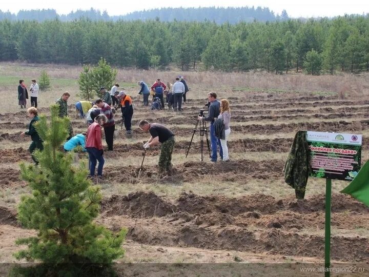 Ларичихинский лесхоз Алтайский край. Посадка леса. Алтай посадки леса. Лесное хозяйство Алтайского края.