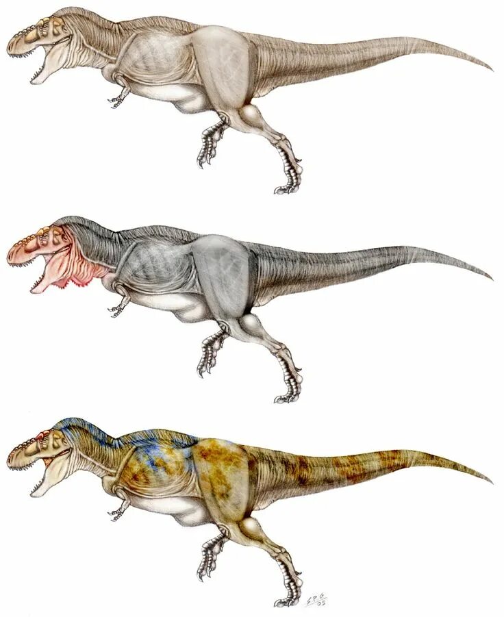 Гигантозавр против. Аллозавр МЕГАЛОЗАВРА. Тираннозавр и гигантозавр. Гигантозавр и рекс. Аллозавр и Тирекс.