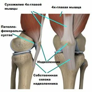 Сухожилие надколенника