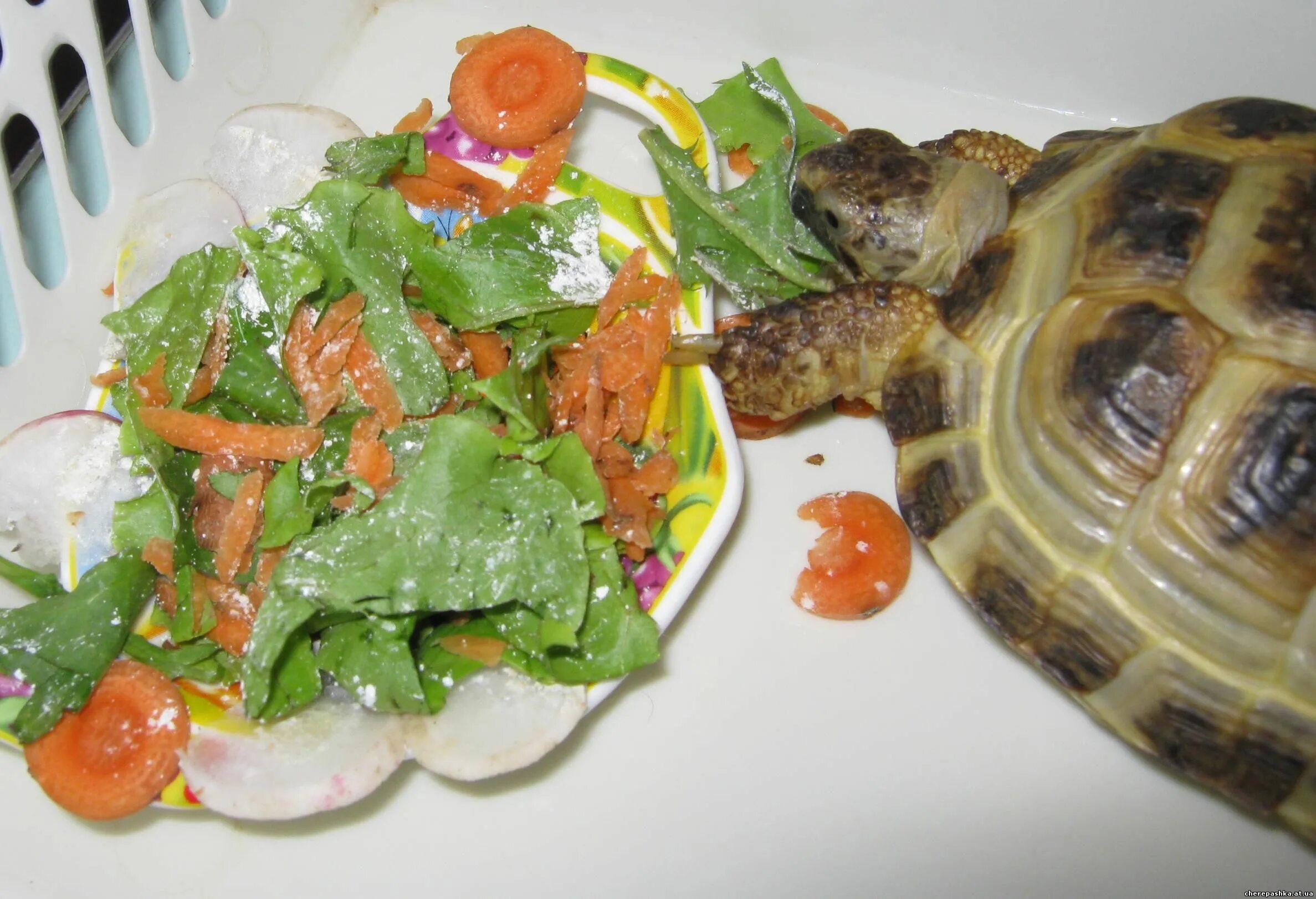 Красноухая черепаха. Еда для черепахи красноухой. Рацион красноухих черепах. Красноухая черепаха питание.