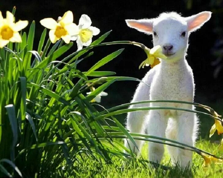 Spring animals