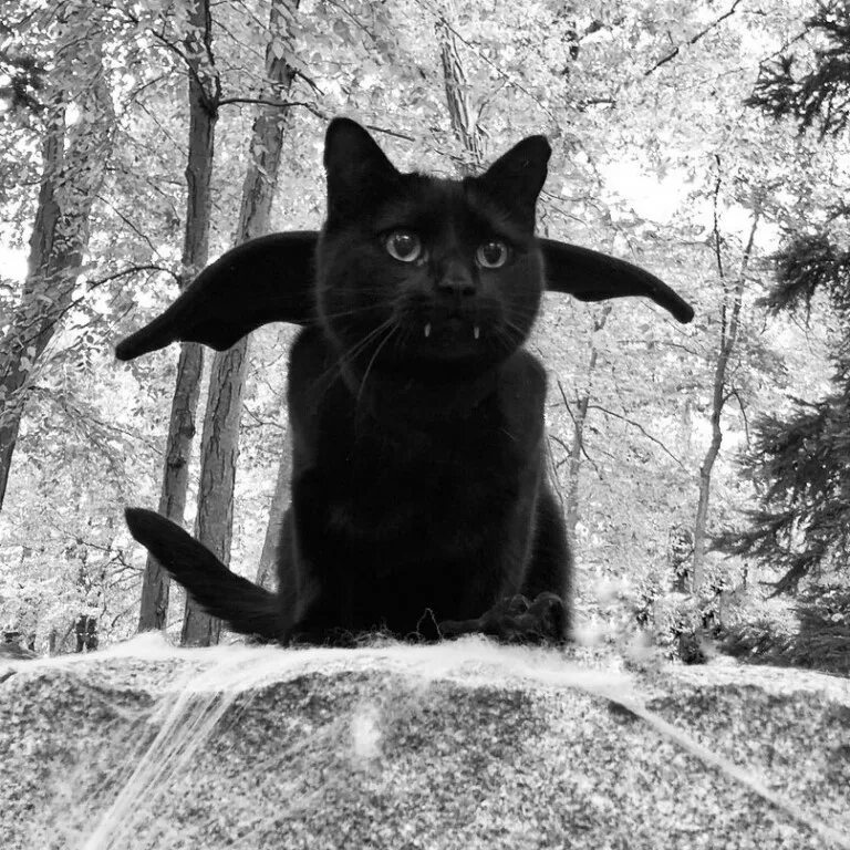 Кот оказался вампиром. Черный кот с клыками. Кот вампир порода.