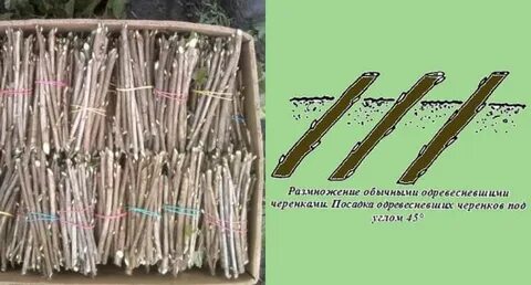 Посадка укорененных черенков