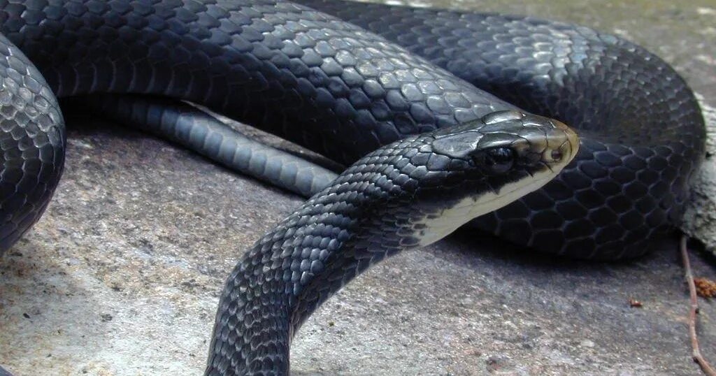 Черный змей что означает. Обсолета Блэк. Черный полоз змея. Бело черная змея. Черная змея с белой головой.