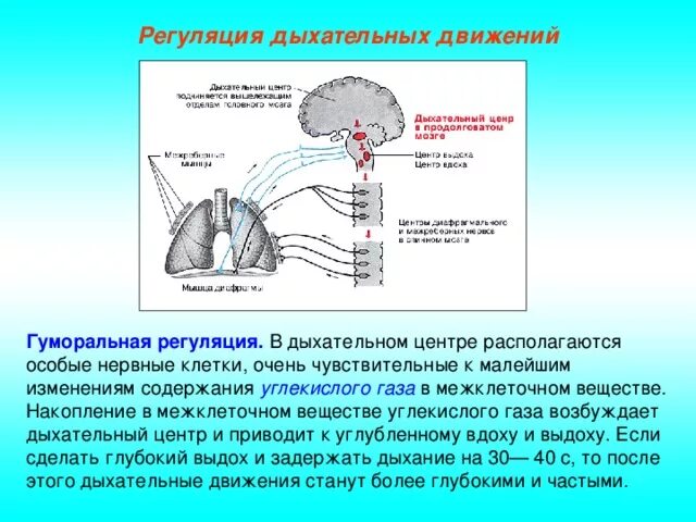 Рецепторы углекислого газа дыхательного центра. Центры регуляции дыхательной системы. Возбуждение дыхательного центра углекислым газом. Нервная регуляция дыхания продолговатый мозг.