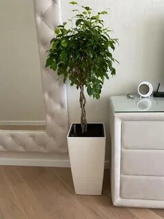 Горшок для фикуса бенджамина