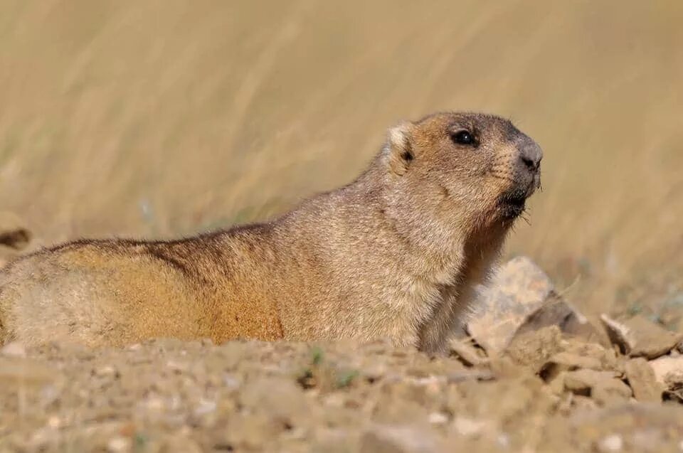 Степной сурок Байбак. Сурок Степной, Байбак (Marmota Bobak). Сурок обыкновенный Байбак. Байбак Европейский. Кто такой байбак