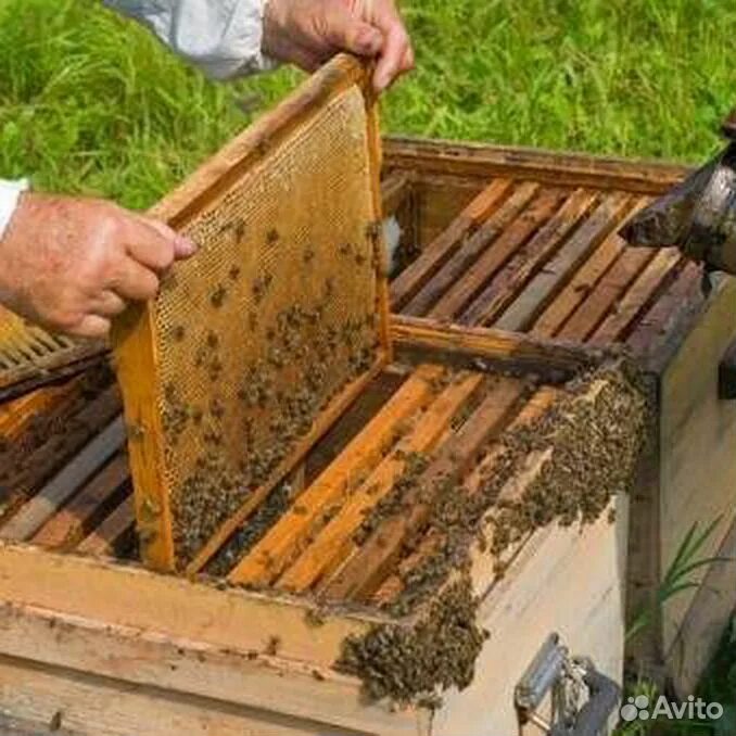 Пчеловодство школы
