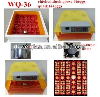 Инкубатор автоматический wq 36