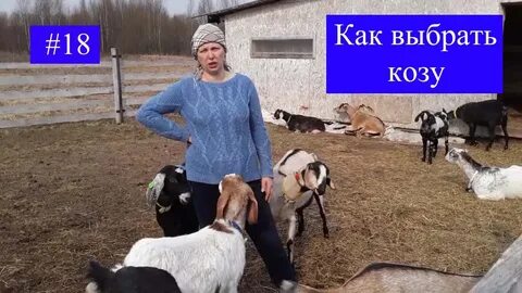 Усадьба белая коза последние ютубе
