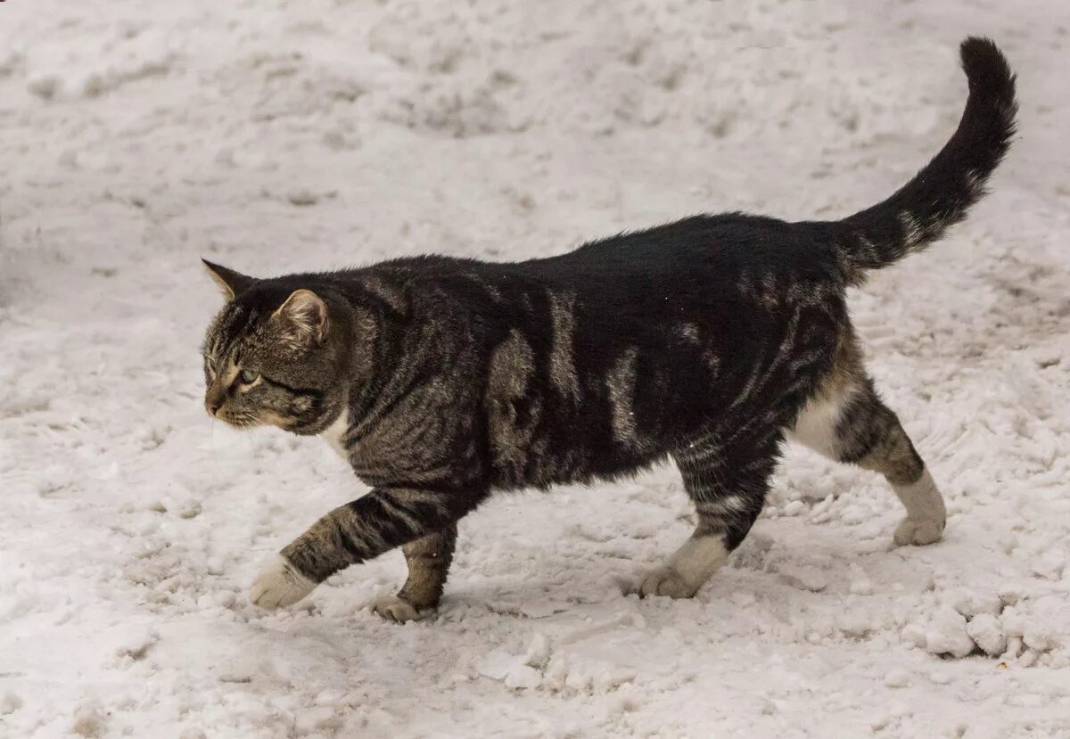 Шагающий кот. Кошка идет. Кот крадется. Кот идет боком. Шагал кошки.