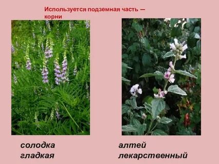 Что лучше солодка или алтей