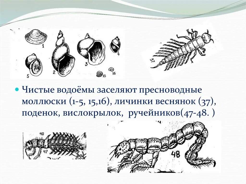 Редуценты примеры. Веснянки (plecoptera) личинка. Личинки поденки и ручейника. Жуки-мертвоеды редуценты. Личинка веснянки.