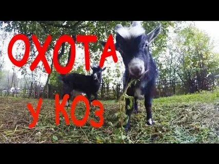 Через сколько коза приходит в охоту