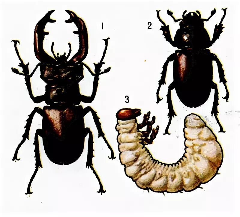 Жук носорог личинка стадии развития. Жук олень личинка стадии.