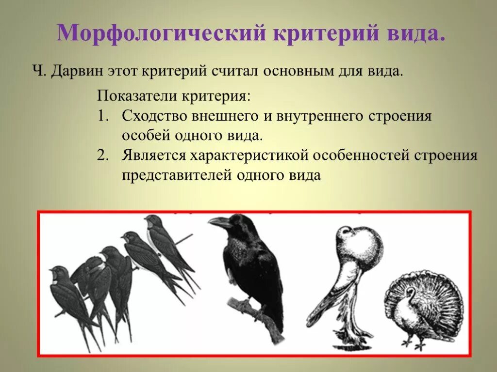 Критений вид морфологический. Морфологические особенности животных. Морфологический критерий биология.