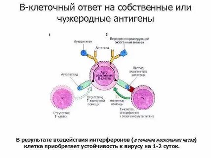 Клеточный ответ