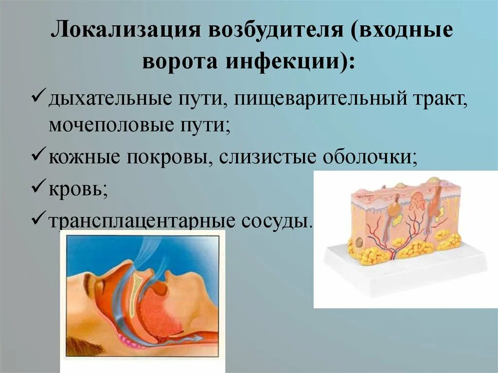 Входные ворота инфекции. Вхлдгын ворота инфекция. Входные ворота возбудителя инфекции. Входные ворота инфекции микробиология. Проникать в слизистую оболочку