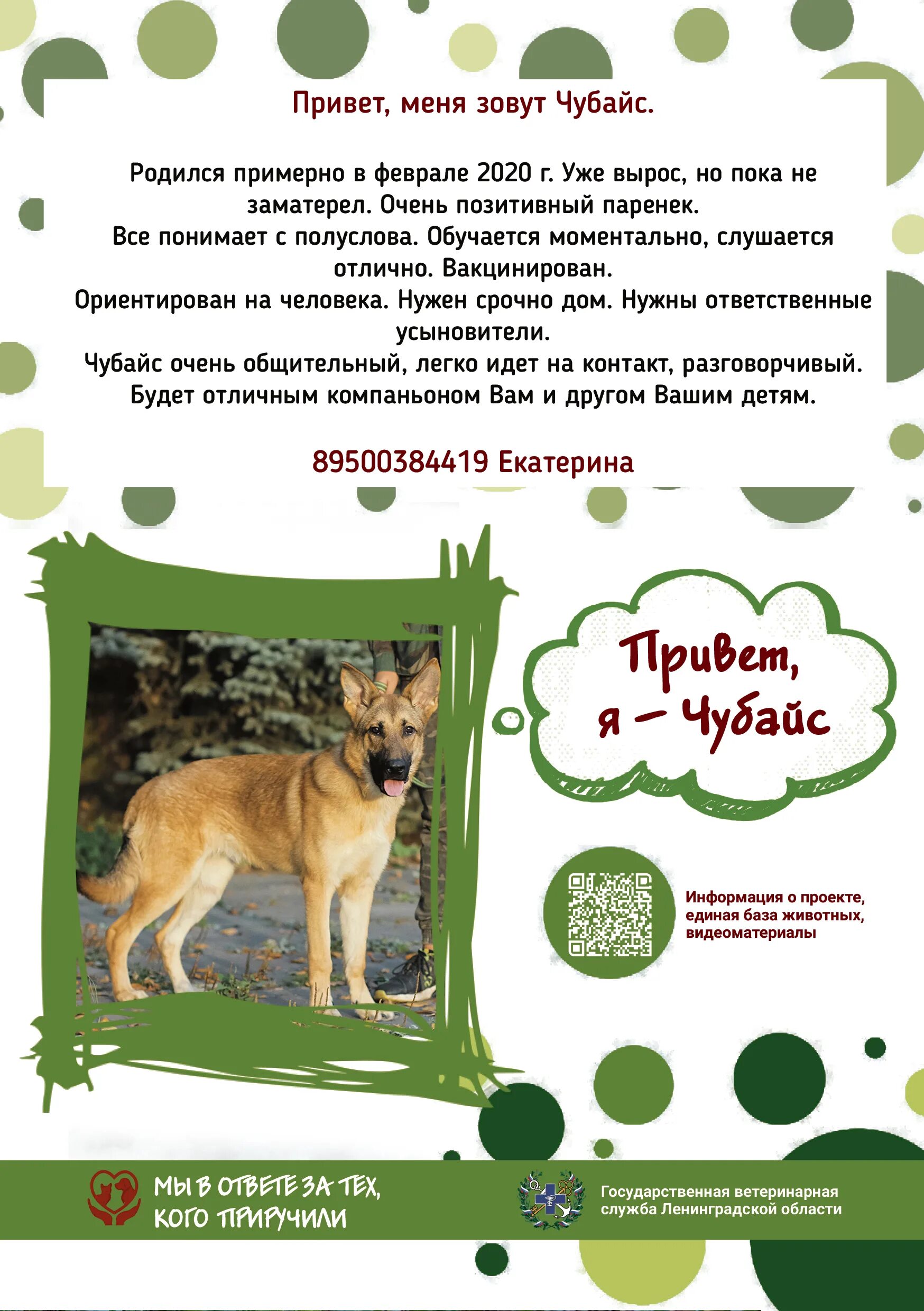 Портфолио животных. Портфолио животного из приюта. подготовь о своем питомце портфолио собака с переводом.