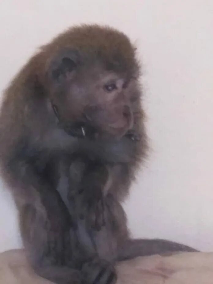 Обезьяна сбежала из зоопарка. Нападение обезьян на людей. Нападение обезьян на людей. Нападение обезьян на людей. Обезьяна бежит.