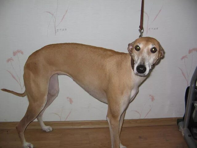 Хортая борзая Saluki dogs, Saluki, Sighthound