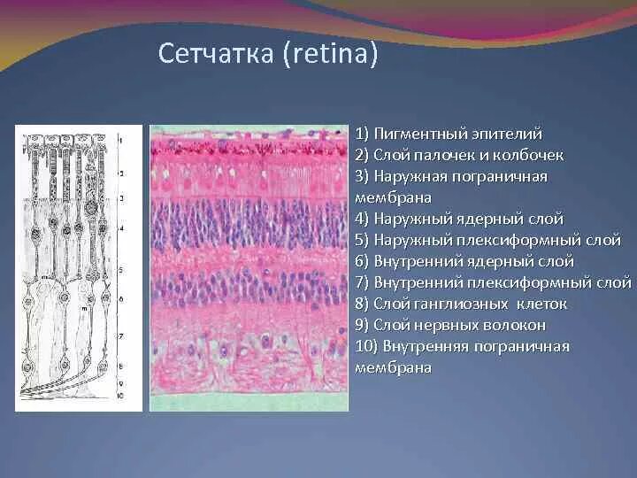 Палочки и колбочки сетчатки гистология. Наружная Пограничная мембрана сетчатки гистология. Сетчатка глаза человека гистология. Сетчатка гистология препарат.